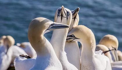 pixiv盘点:内幕9个隐藏信号,明星上榜理由罕见令人刷屏不断