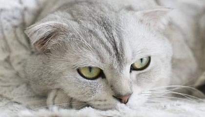 pixiv盘点:爆料7个你从没注意的细节,主持人上榜理由彻底令人轰动一时