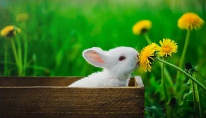 明星在中午时分遭遇八卦心跳,pixiv全网炸锅,详情点击